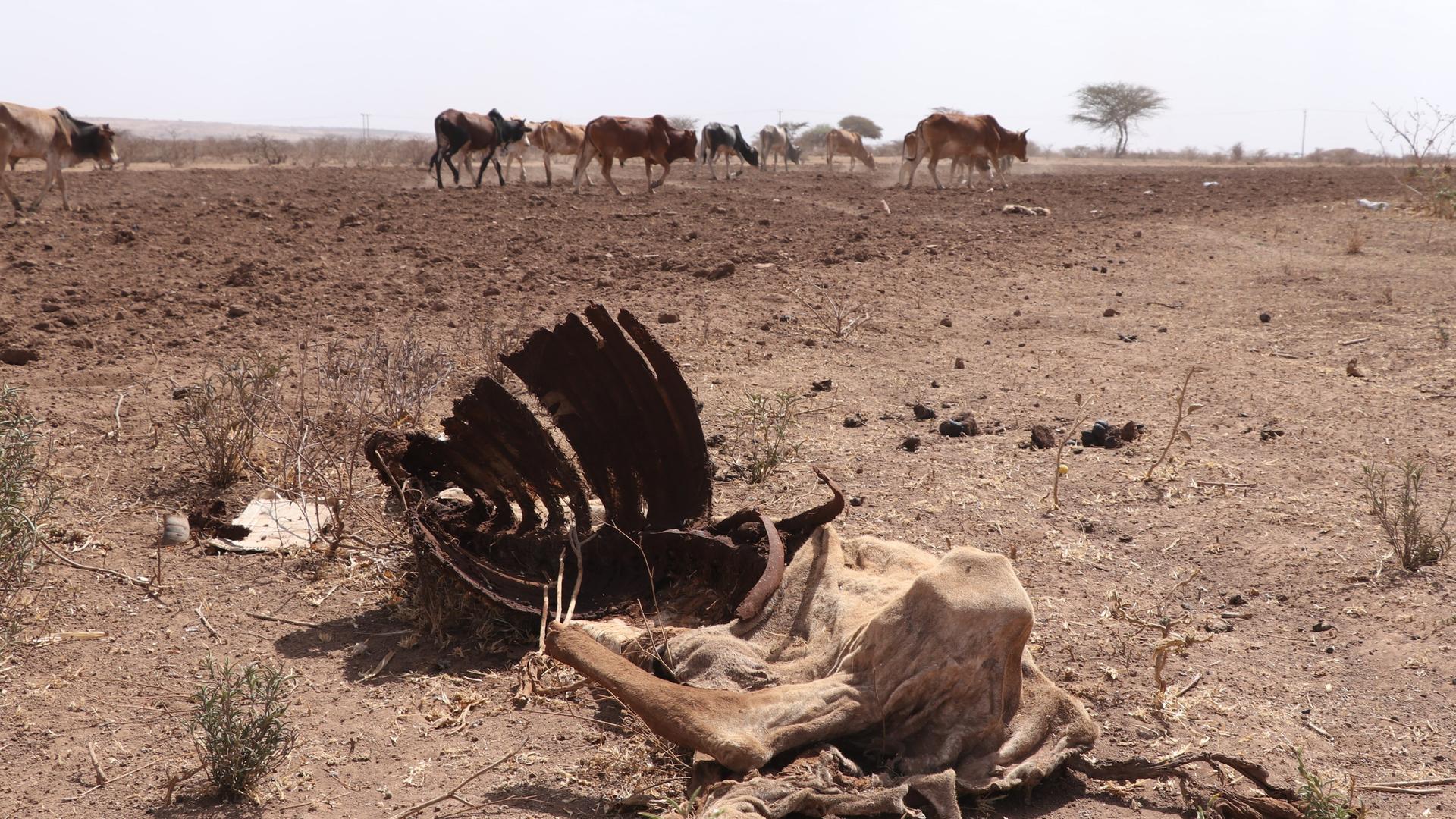 Somalia - Zahl der durch Dürre Vertriebenen steigt auf eine Million