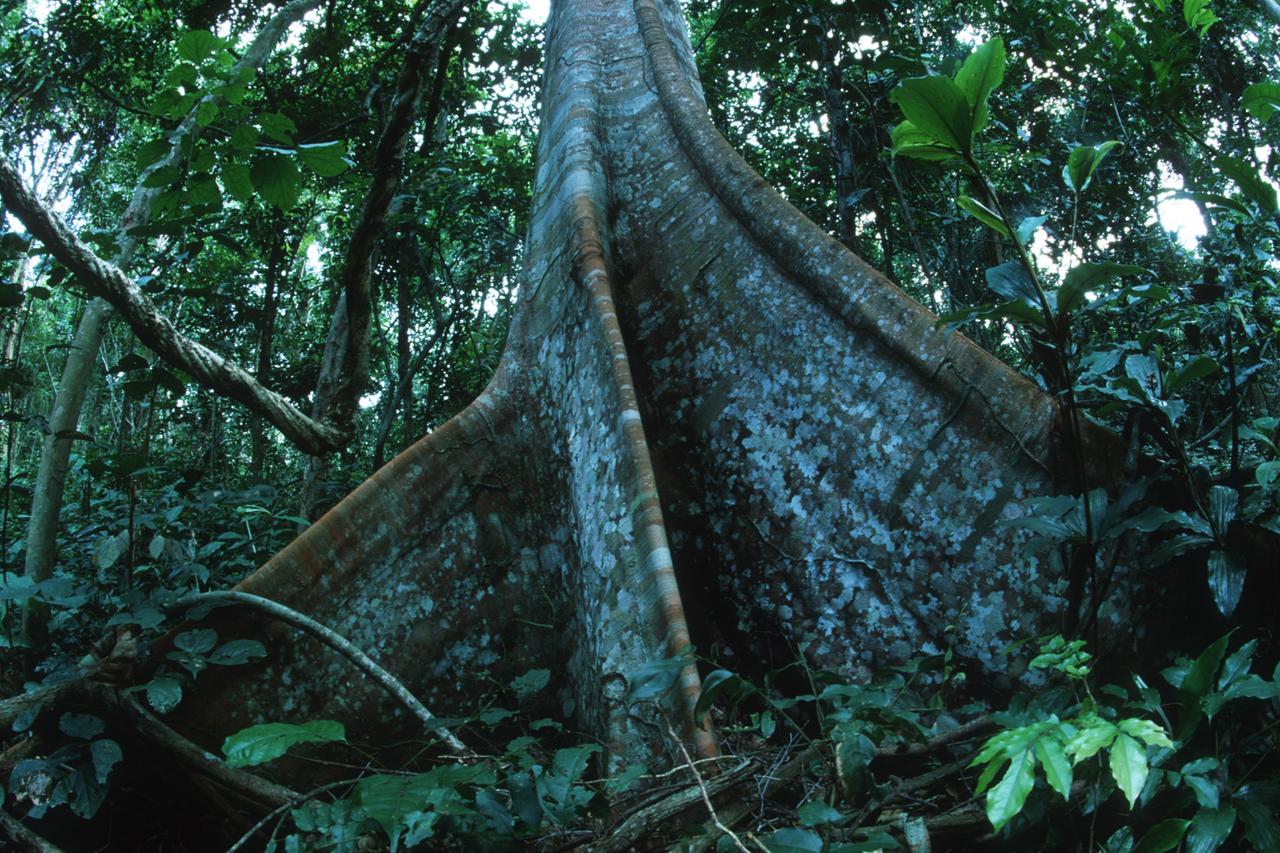 Tropischer Regenwald im Kongo-Becken: Brettwurzeln geben den riesigen Bäumen eine erhöhte Standfestigkeit.