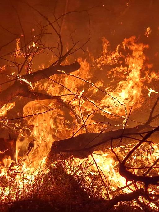 Flammen lodernden bei einem Waldbrand auf einem ehemaligen Truppenübungsplatz bei Jüterbog