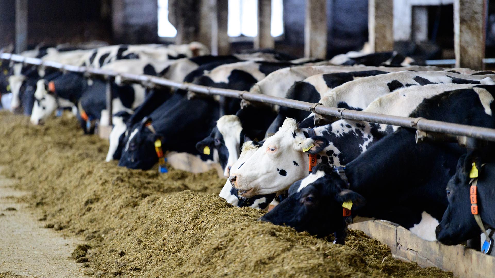 Kühe fressen Mischfutter in einem Stall