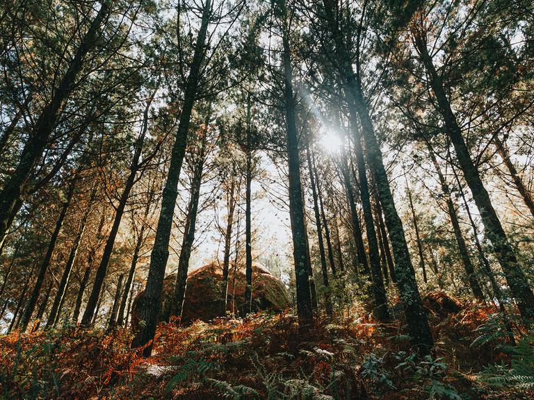 Sonnenstrahlen fallen in die Lichtung eines Waldes. 