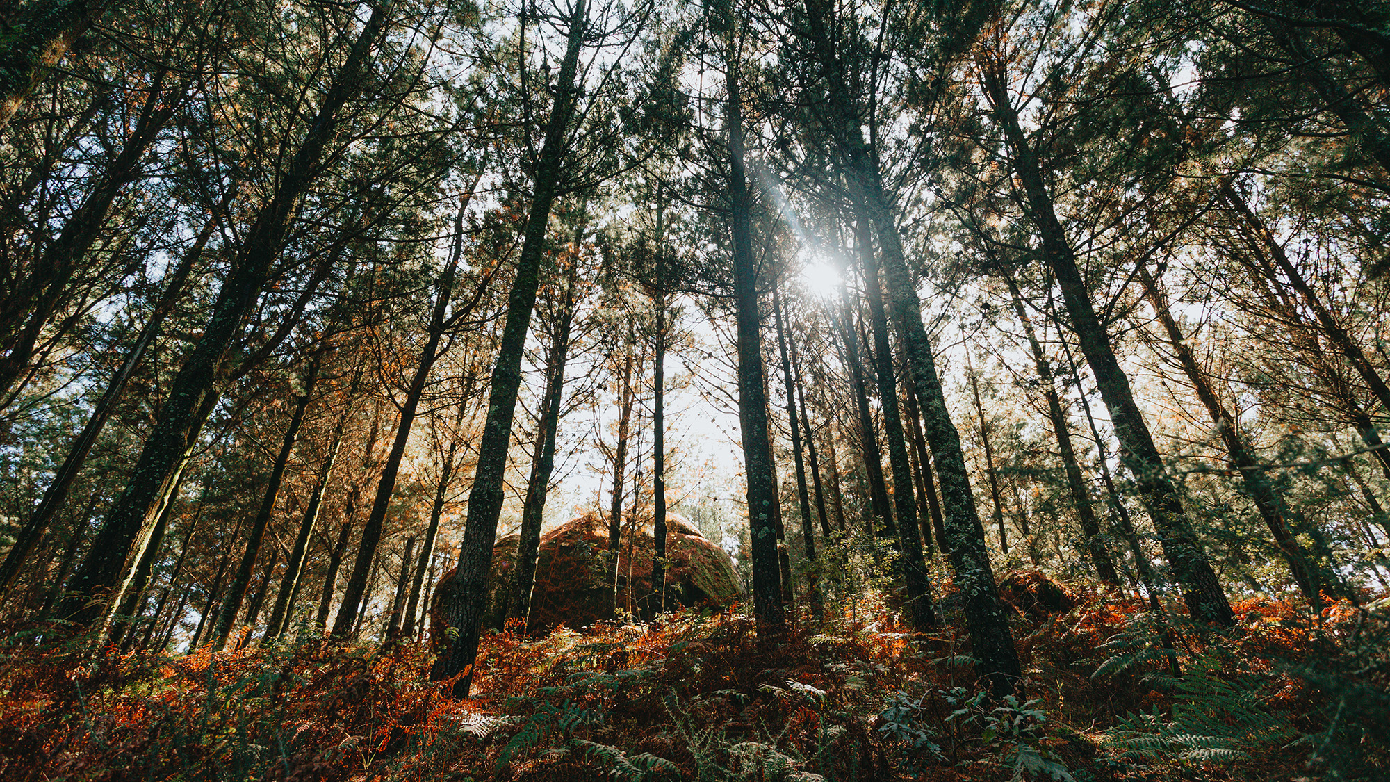 Sonnenstrahlen fallen in die Lichtung eines Waldes. 