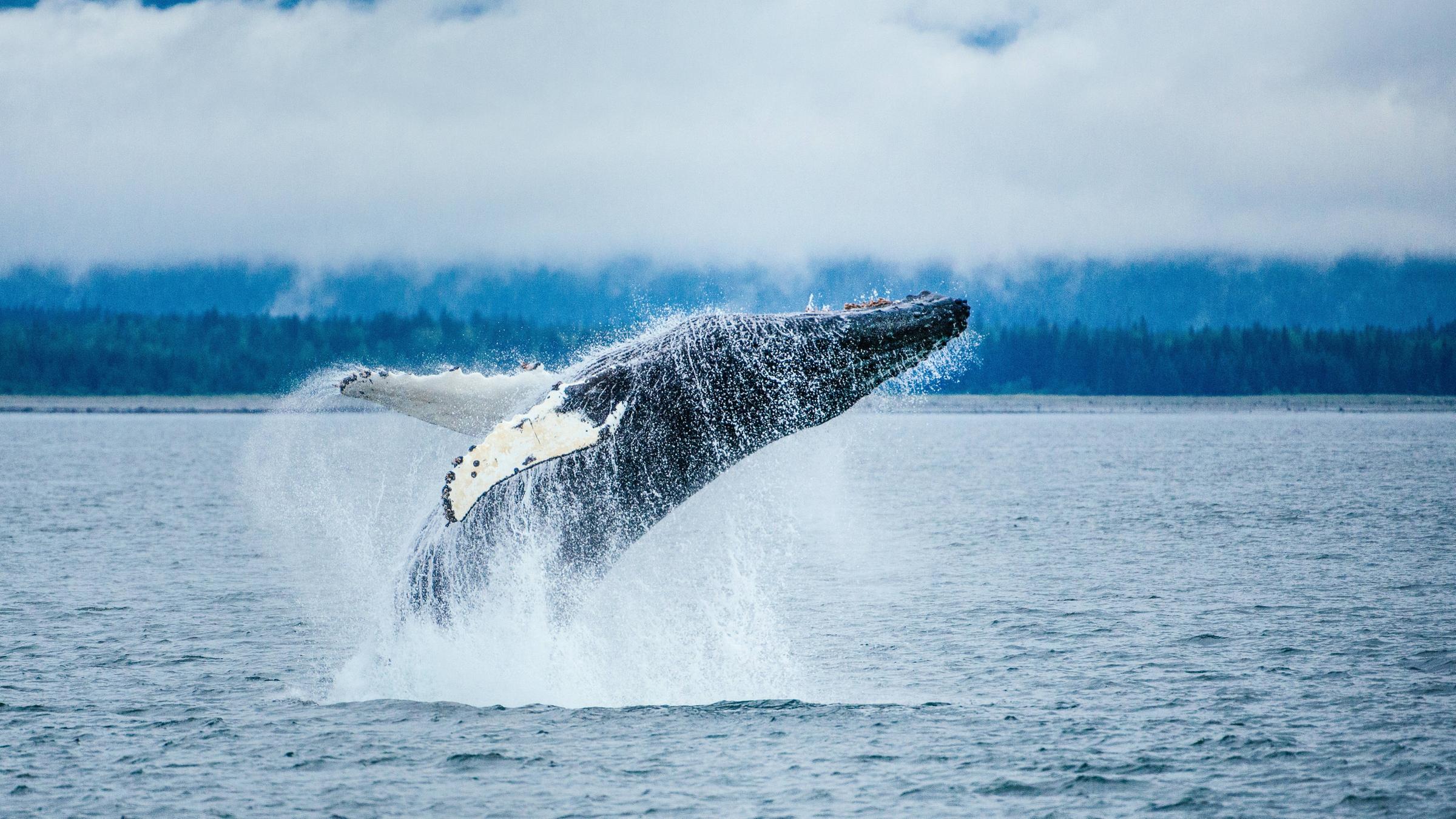 Buckelwal in Alaska springt aus dem Wasser vor schneebedeckten Gipfeln.