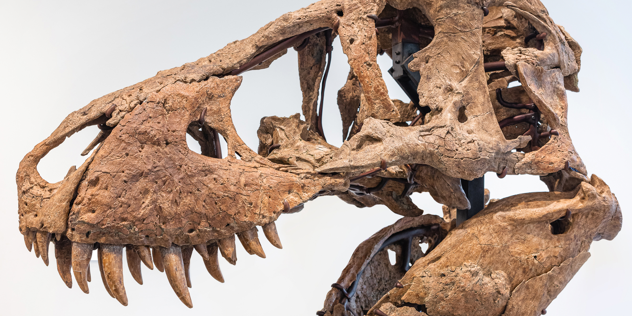 T-Rex skull sold for  million at auction in New York