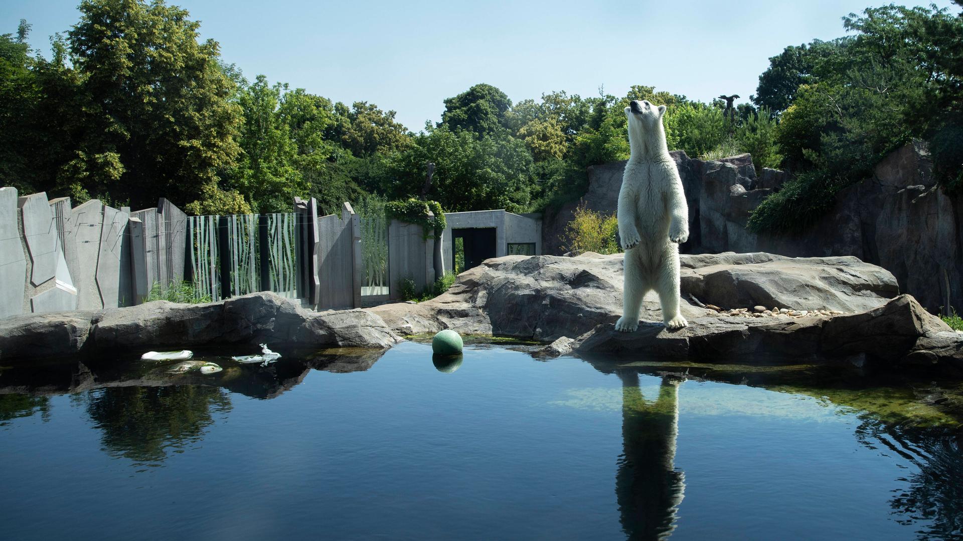 Zu sehen ist ein Polarbeer in einem Zoo, der auf den Hinterbeinen steht. Zu sehen ist ein Polarbeer in einem Zoo, der auf den Hinterbeinen steht.