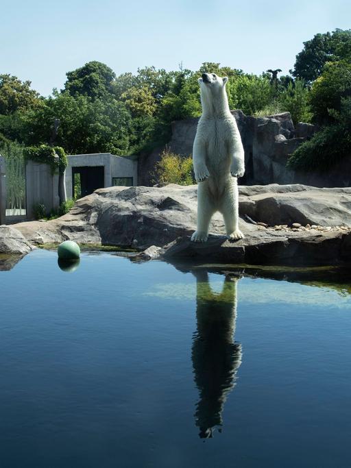 Zu sehen ist ein Polarbeer in einem Zoo, der auf den Hinterbeinen steht. 