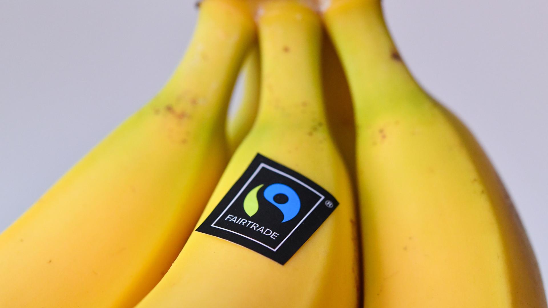 Pilzbefall - Genveränderung soll Bananen retten
