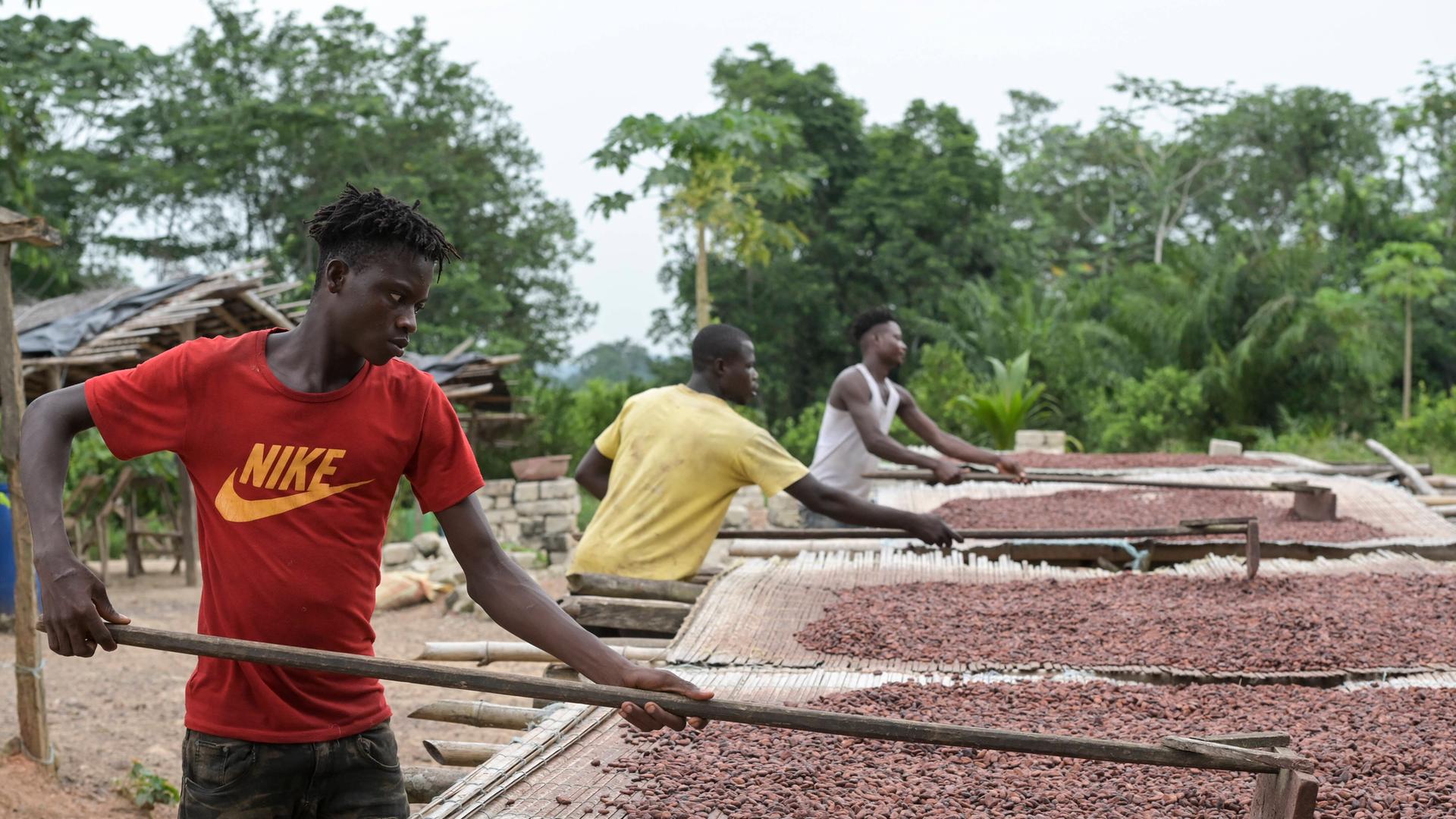 Ein Kakaobauer in der Elfenbeinküste bei der Arbeit. Ihr Land ist besonders vom Verkauf der Kakaobohnen abhängig. Ein Kakaobauer in der Elfenbeinküste bei der Arbeit. Ihr Land ist besonders vom Verkauf der Kakaobohnen abhängig.