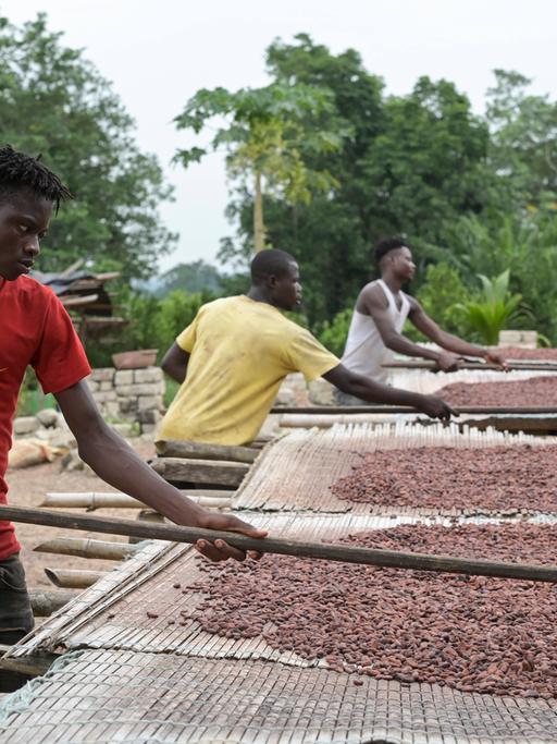 Ein Kakaobauer in der Elfenbeinküste bei der Arbeit. Ihr Land ist besonders vom Verkauf der Kakaobohnen abhängig. 