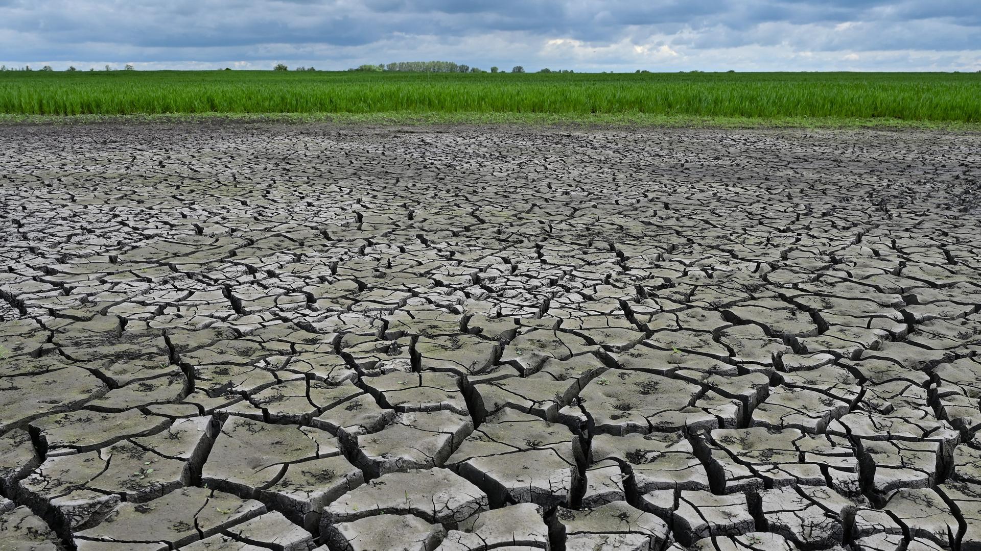 Auf einem Feld im Oderbruch ist die Erde aufgerissen. Auf einem Feld im Oderbruch ist die Erde aufgerissen.