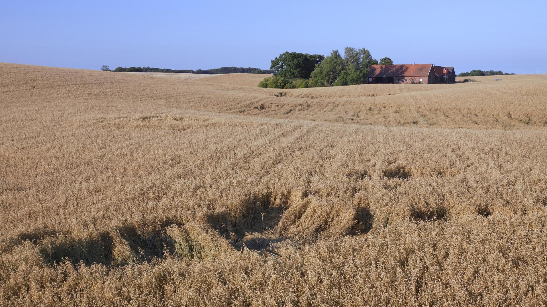 Auf einem Getreidefeld steht ein einsamer Bauernhof. 