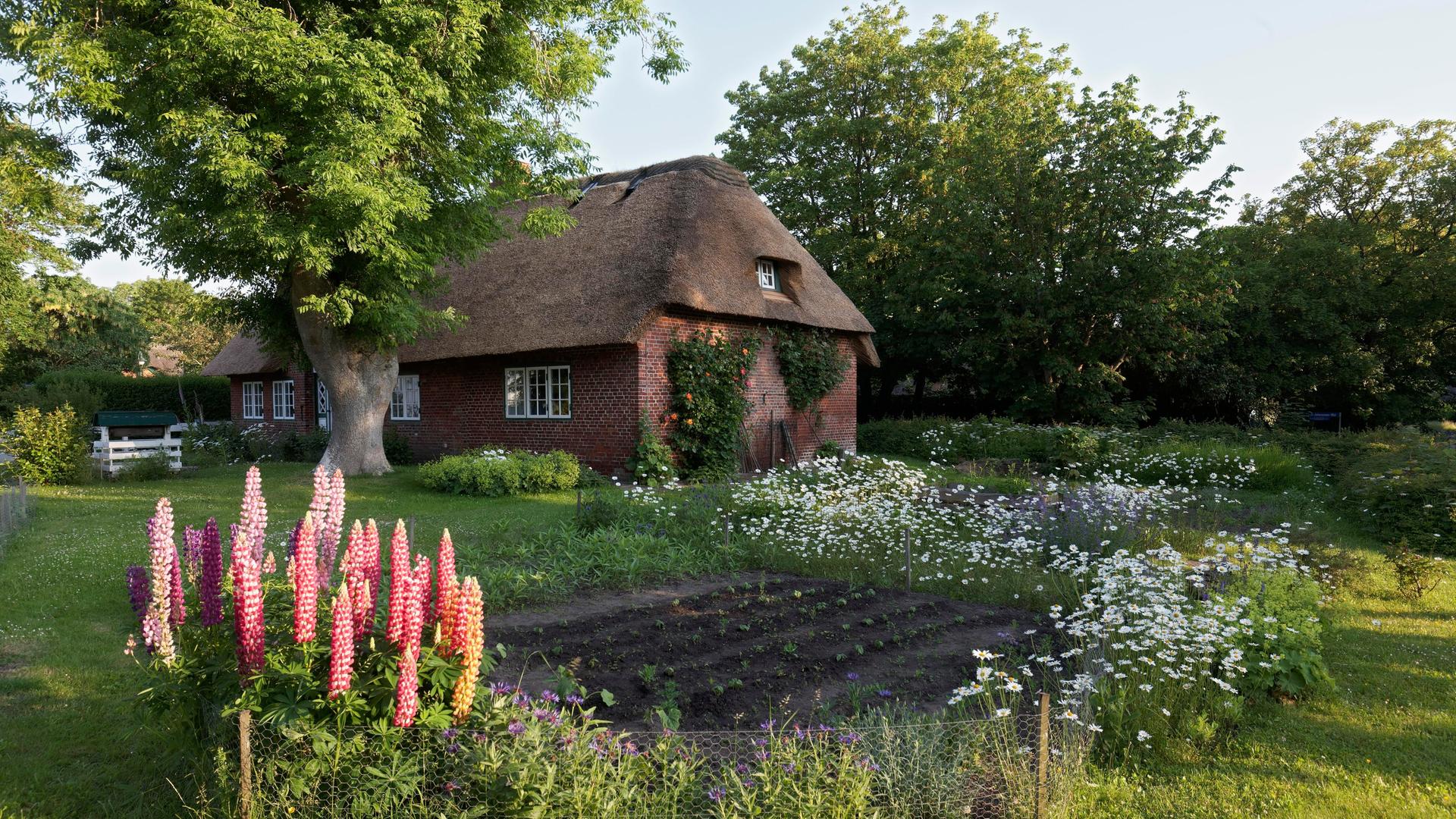 Ein Haus mit Reetdach in Schleswig-Holstein steht in einem ländlichen Garten mit Bäumen. In dem Bauerngarten wachsen violette Lupinen. Ein Haus mit Reetdach in Schleswig-Holstein steht in einem ländlichen Garten mit Bäumen. In dem Bauerngarten wachsen violette Lupinen.