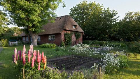 Ein Haus mit Reetdach in Schleswig-Holstein steht in einem ländlichen Garten mit Bäumen. In dem Bauerngarten wachsen violette Lupinen.
