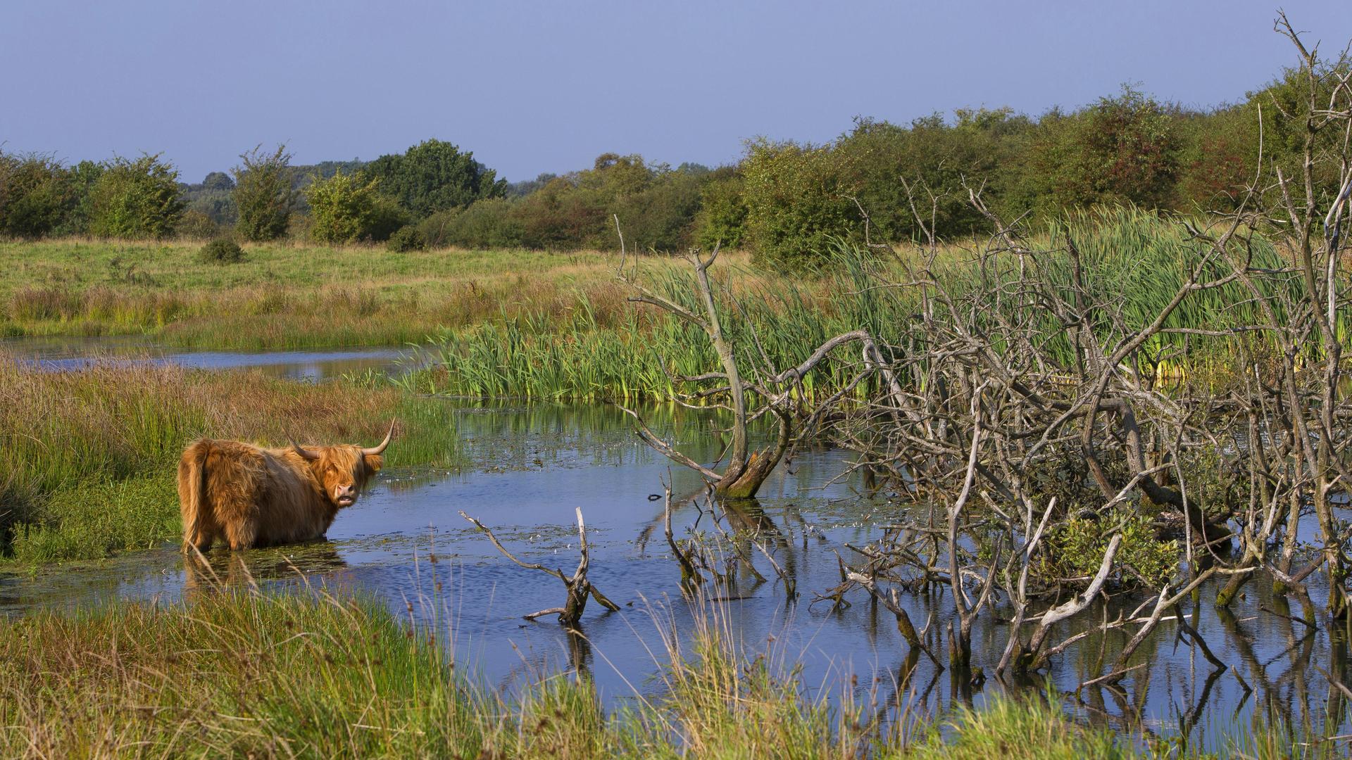 Ein schottisches Hochlandrind steht in einer Schilflandschaft in Schleswig-Holstein. Ein schottisches Hochlandrind steht in einer Schilflandschaft in Schleswig-Holstein.