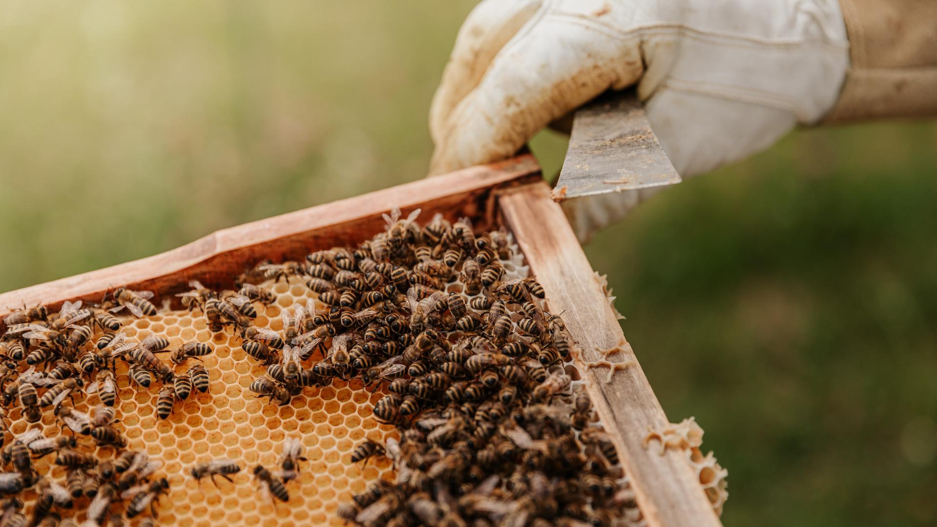Ein Imker zeigt seine Bienenzucht