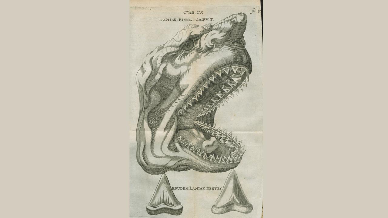 Illustration aus Stenos Abhandlung Canis Carchariae Dissectum Caput – Über die Sektion eines Carcharias-Haikopfes (1667)