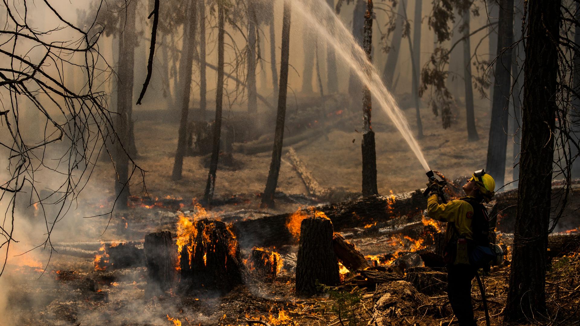 Ein Feuerwehrmann versprüht Wasser in einem Wald und versucht ein Feuer zu löschen.  
