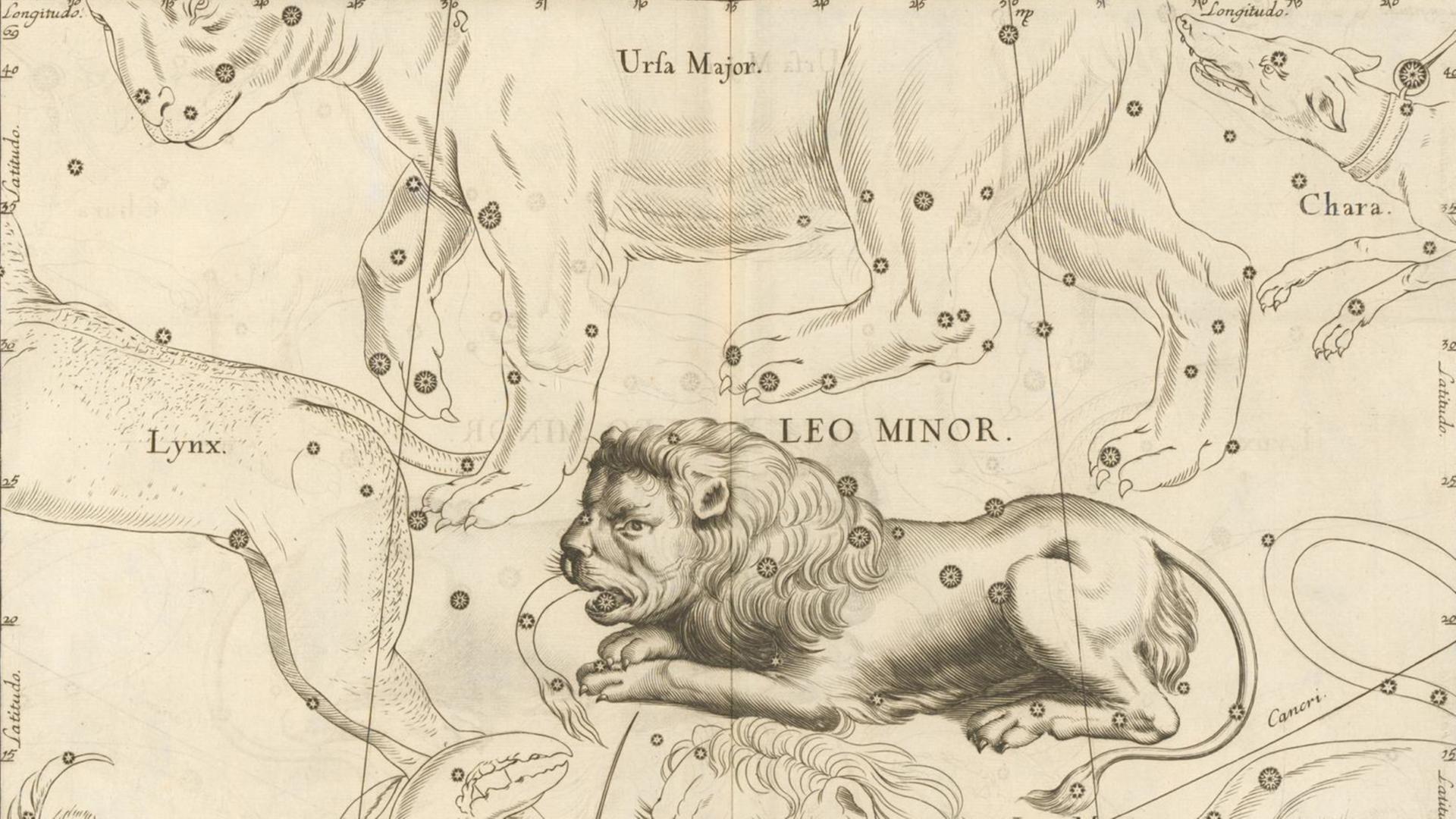Ein Sternaltlas von 1690 zeigt den Kleinen Löwen zwischen den Tatzen des Größen Bären und dem Großen Löwen