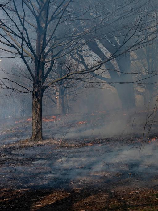 Feuer und Rauchschwaden ziehen durch einen Wald in Kanada.