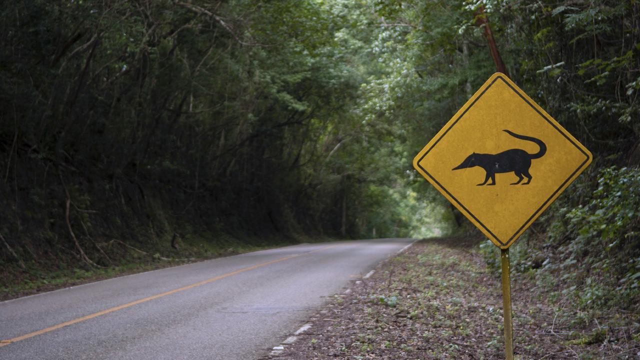 Straße durch die Selva Maya, am Rand ein gelbes Verkehrs-Warnschild "Vorsicht Opossum" Straße durch die Selva Maya, am Rand ein gelbes Verkehrs-Warnschild "Vorsicht Opossum"