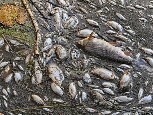 Viele tote Fische treiben im Wasser des deutsch-polnischen Grenzflusses Oder im Nationalpark Unteres Odertal nördlich der Stadt Schwedt.
