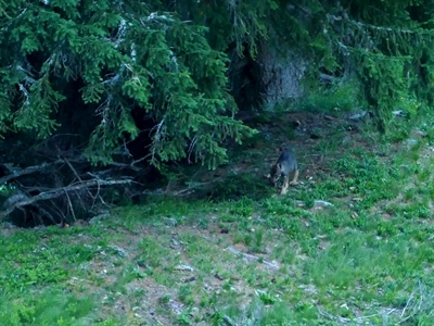 Ein Jungwolf, gesichtet in der Region Beverin - Safien - Heinzenberg im Kanton Graubünden Ein Jungwolf, gesichtet in der Region Beverin - Safien - Heinzenberg im Kanton Graubünden