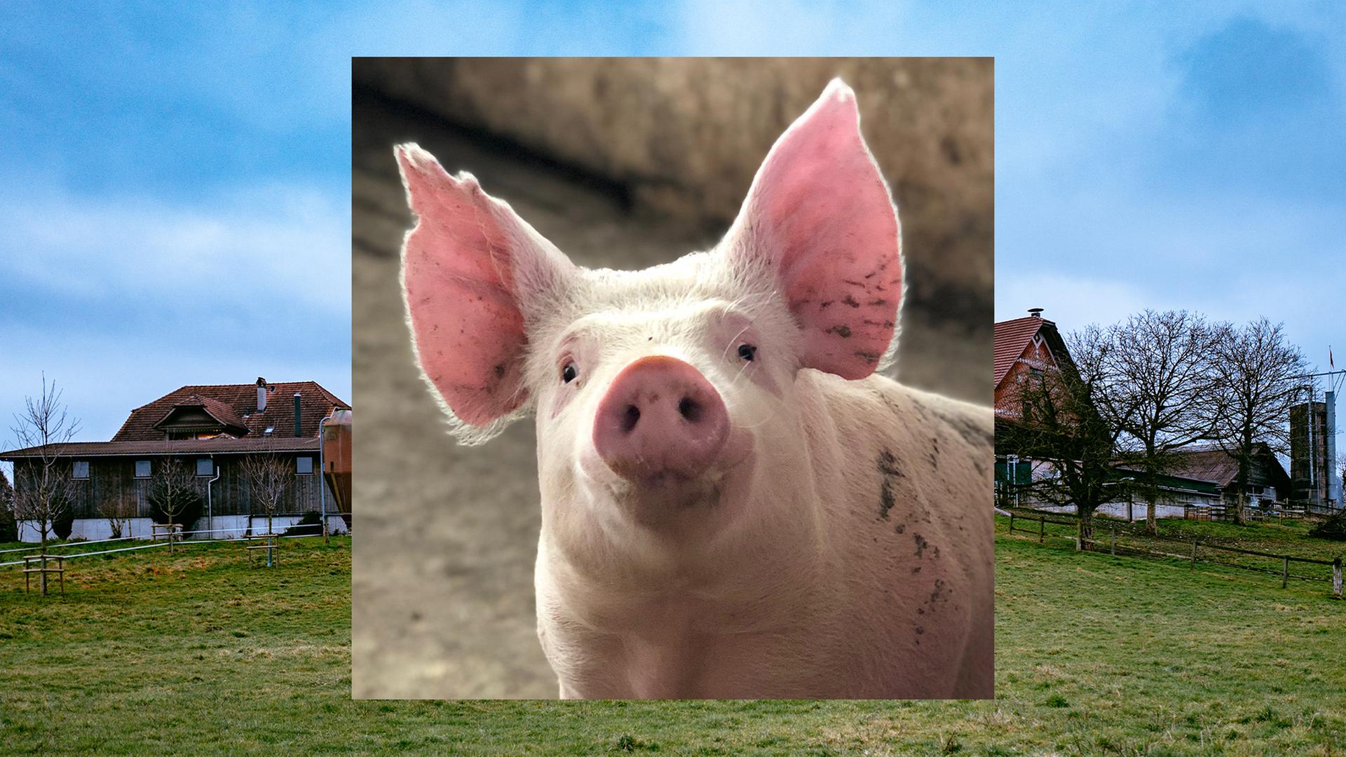 Bild in Bild: Vorn ein Schwein mit aufgestellten Ohren. Im Hintergrund grüne Wiese, blauer Himmel, ein Bauernhof Bild in Bild: Vorn ein Schwein mit aufgestellten Ohren. Im Hintergrund grüne Wiese, blauer Himmel, ein Bauernhof