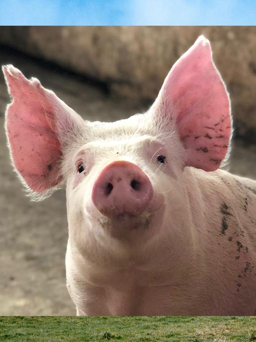 Bild in Bild: Vorn ein Schwein mit aufgestellten Ohren. Im Hintergrund grüne Wiese, blauer Himmel, ein Bauernhof