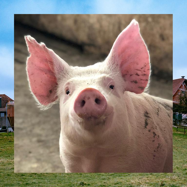 Bild in Bild: Vorn ein Schwein mit aufgestellten Ohren. Im Hintergrund grüne Wiese, blauer Himmel, ein Bauernhof Bild in Bild: Vorn ein Schwein mit aufgestellten Ohren. Im Hintergrund grüne Wiese, blauer Himmel, ein Bauernhof