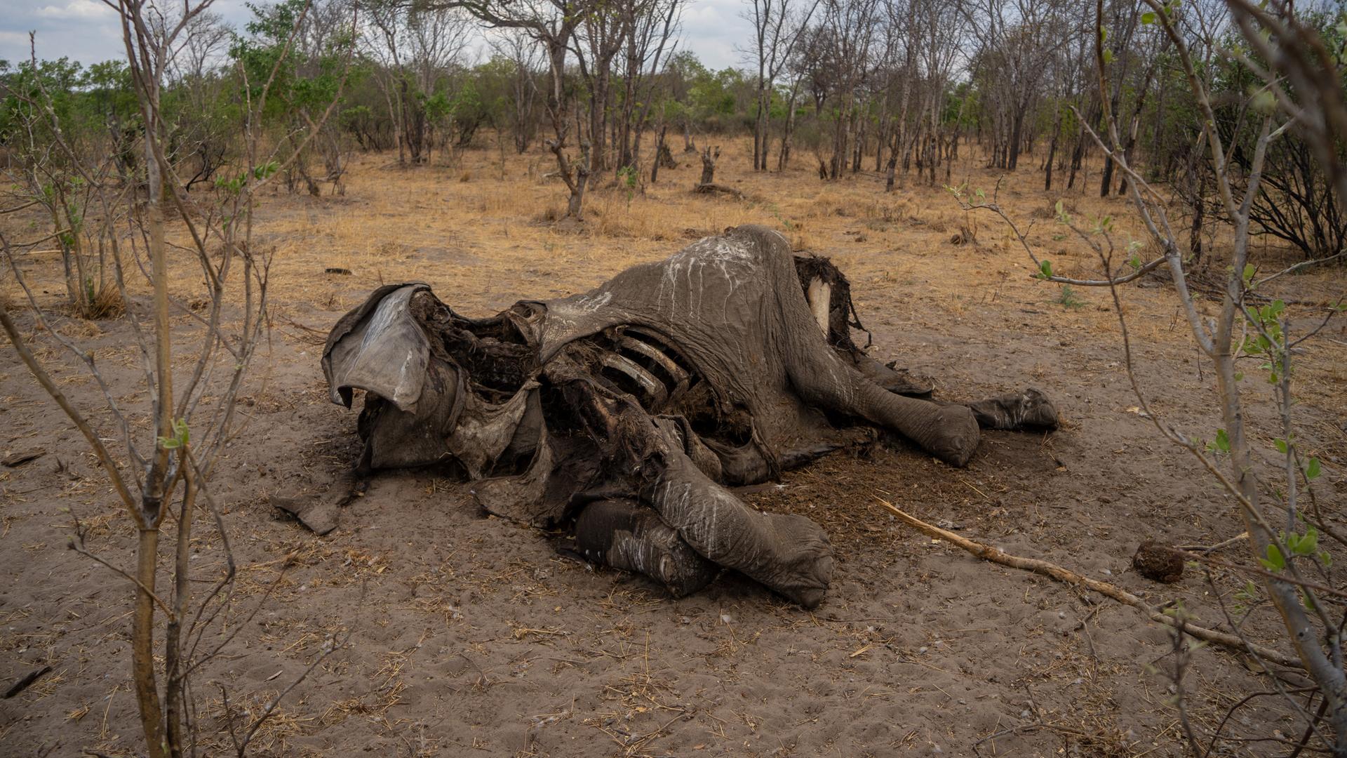 Die Überreste eines toten Elefants, der in einem Nationalpark in Simbabwe verdurstet ist. Die Überreste eines toten Elefants, der in einem Nationalpark in Simbabwe verdurstet ist.