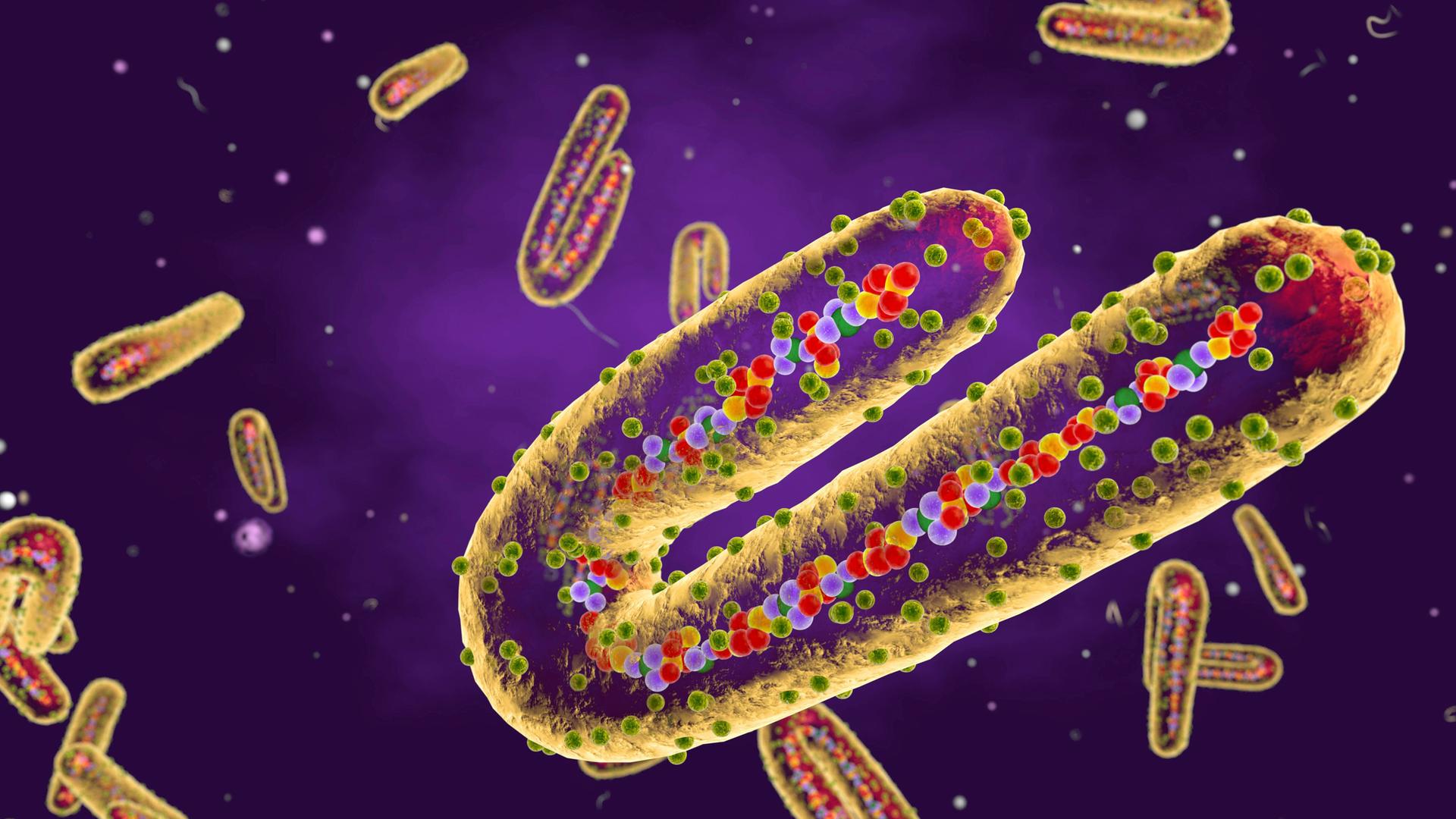 Vielfarbige Illustration des Marbugvirus. Vielfarbige Illustration des Marbugvirus.