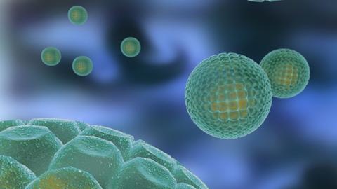 Eine Illustration zeigt eine schematische Darstellung von Hepatitis-C-Viren