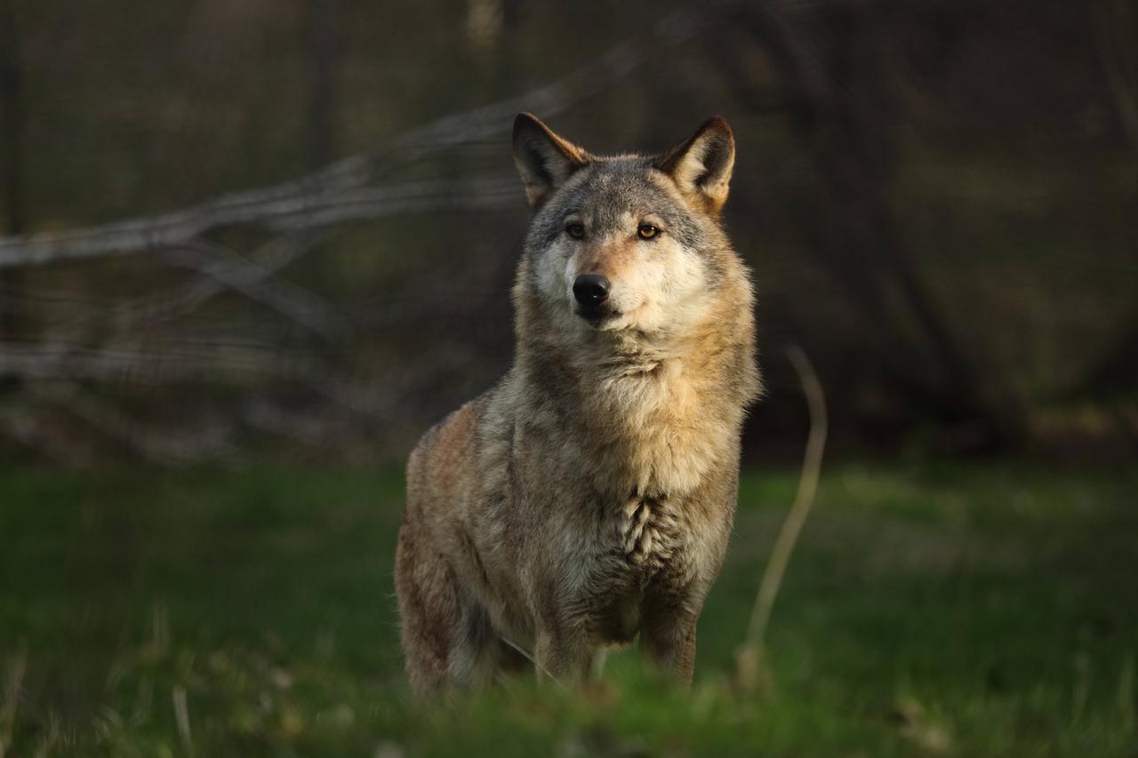 Europaeischer Wolf, Europaeischer Grauwolf, Gewoehnlicher Wolf, Gemeiner Wolf (Canis lupus lupus), in einem Lichtspot, D