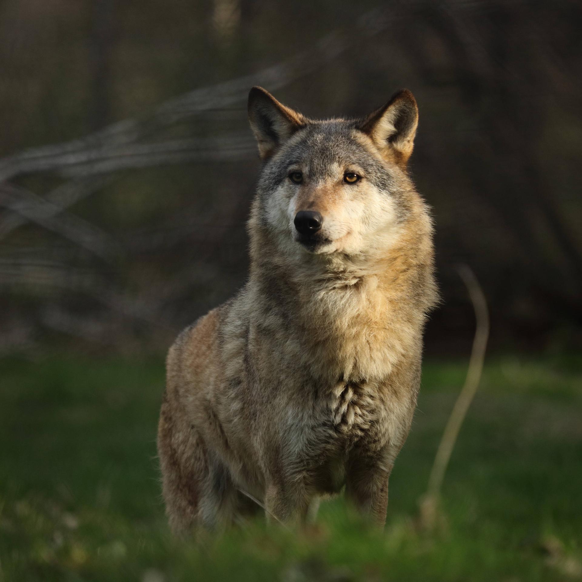 Europaeischer Wolf, Europaeischer Grauwolf, Gewoehnlicher Wolf, Gemeiner Wolf (Canis lupus lupus), in einem Lichtspot, D