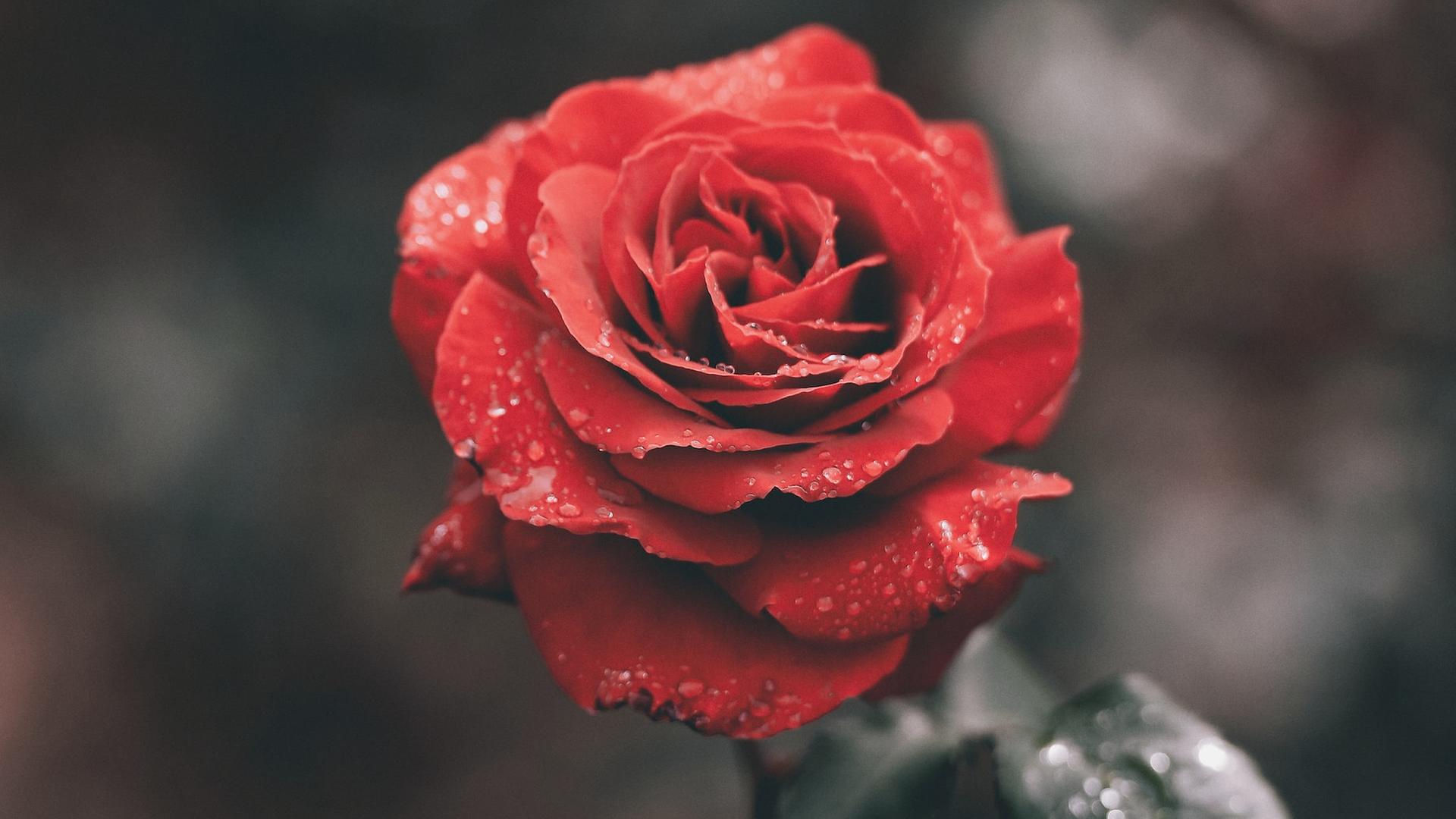 Eine rote Rose. Eine rote Rose.
