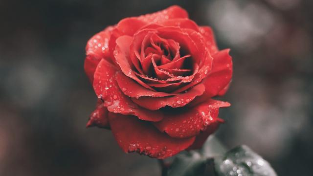 Eine rote Rose.