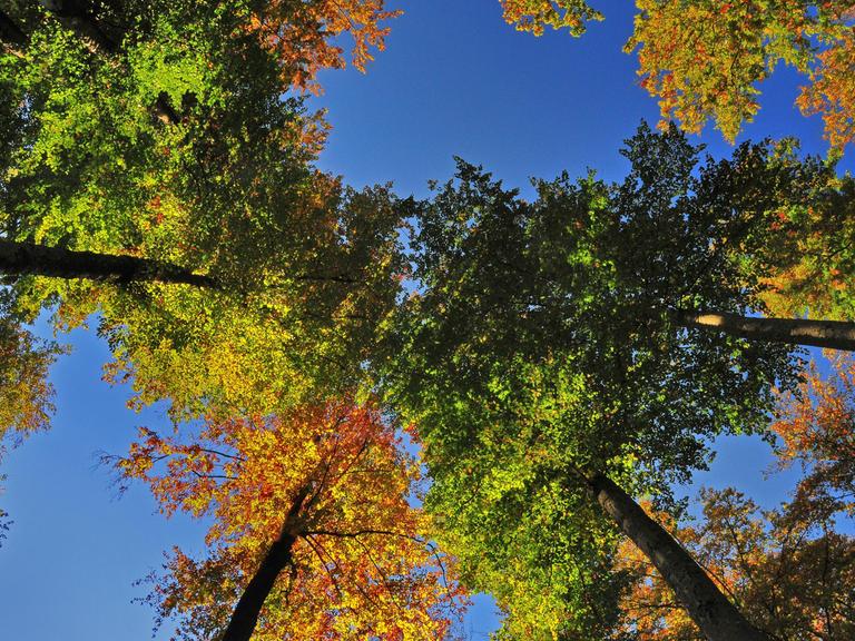 Herbstwald von unten, Naturpark Westliche Wälder, bei Augsburg, Schwaben, Bayern, Deutschland, Europa.