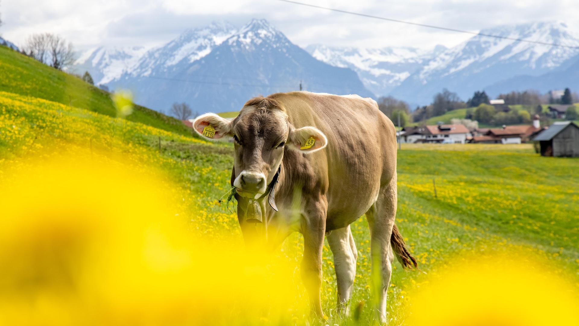 Zahlreiche Löwenzahnpflanzen blühen in der Landschaft bei Sonthofen im Oberallgäu und färben die Wiesen gelb. Eine Kuh der Rasse Braunvieh steht dabei auf der Weide. Zahlreiche Löwenzahnpflanzen blühen in der Landschaft bei Sonthofen im Oberallgäu und färben die Wiesen gelb. Eine Kuh der Rasse Braunvieh steht dabei auf der Weide.