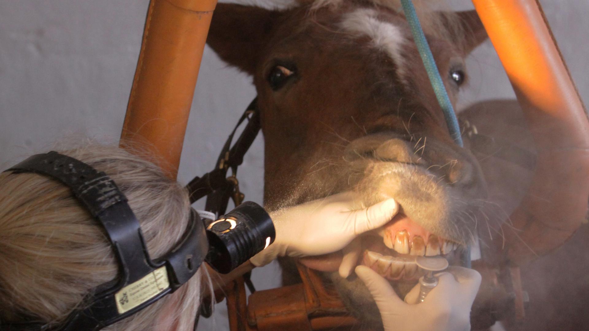 Eine Person von hinten, eine Stirnlampe tragend. Sie schiebt die Lippen eines Pferdes mit der Hand auseinander und behandelt die Zähne des Tieres mit einem dentalmedizinischen Gerät. Eine Person von hinten, eine Stirnlampe tragend. Sie schiebt die Lippen eines Pferdes mit der Hand auseinander und behandelt die Zähne des Tieres mit einem dentalmedizinischen Gerät.
