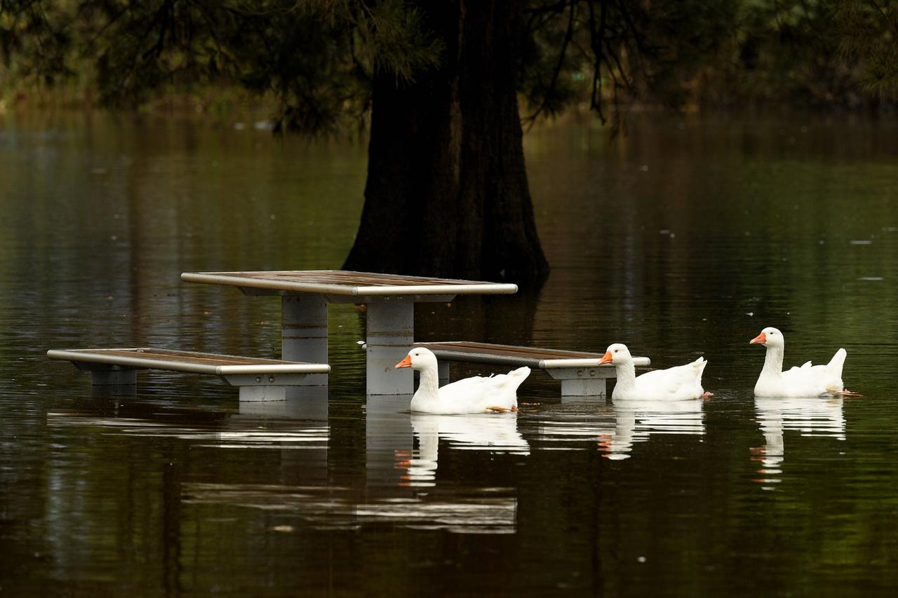 Drei weiße Enten umschwimmen einen überfluteten Picknickplatz.