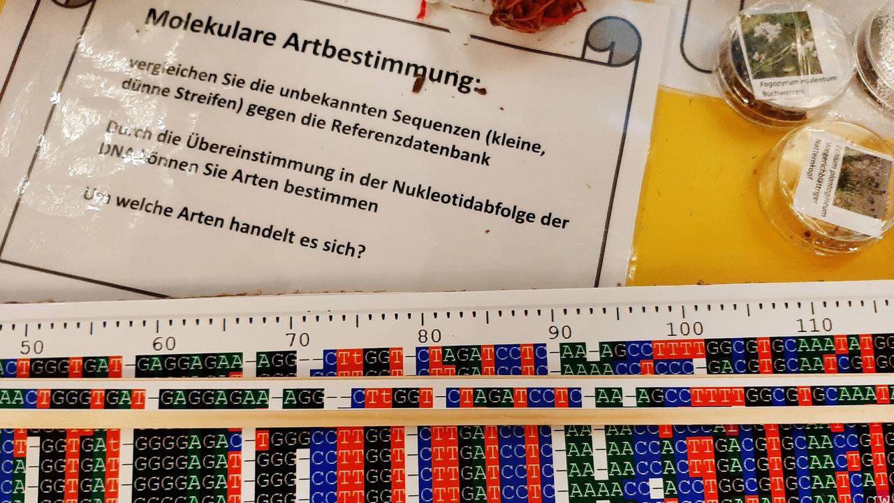 Lehrmaterial zur molekularen Artbestimmung anhand von Gendaten
