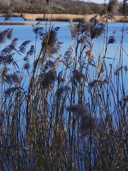 Schilf an einem Seeufer. 