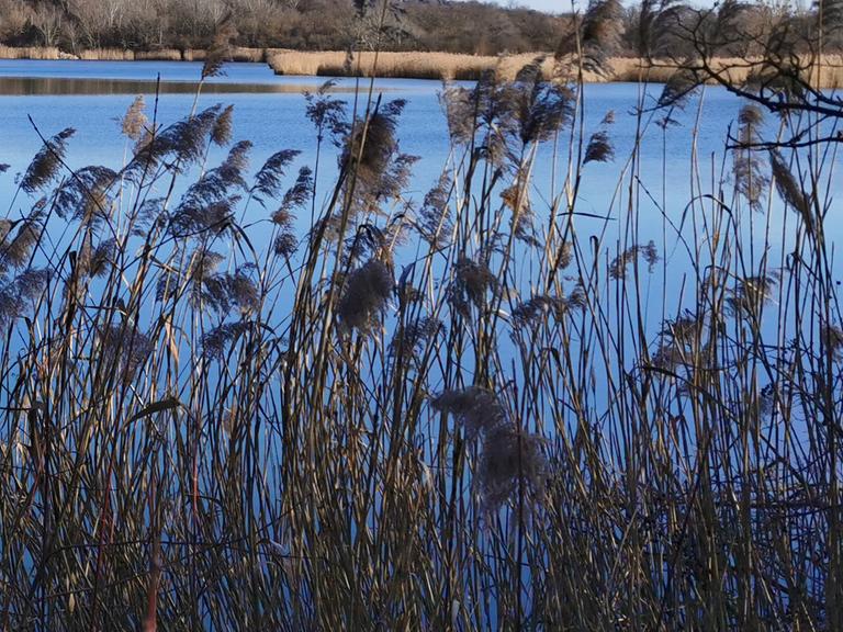 Schilf an einem Seeufer. 