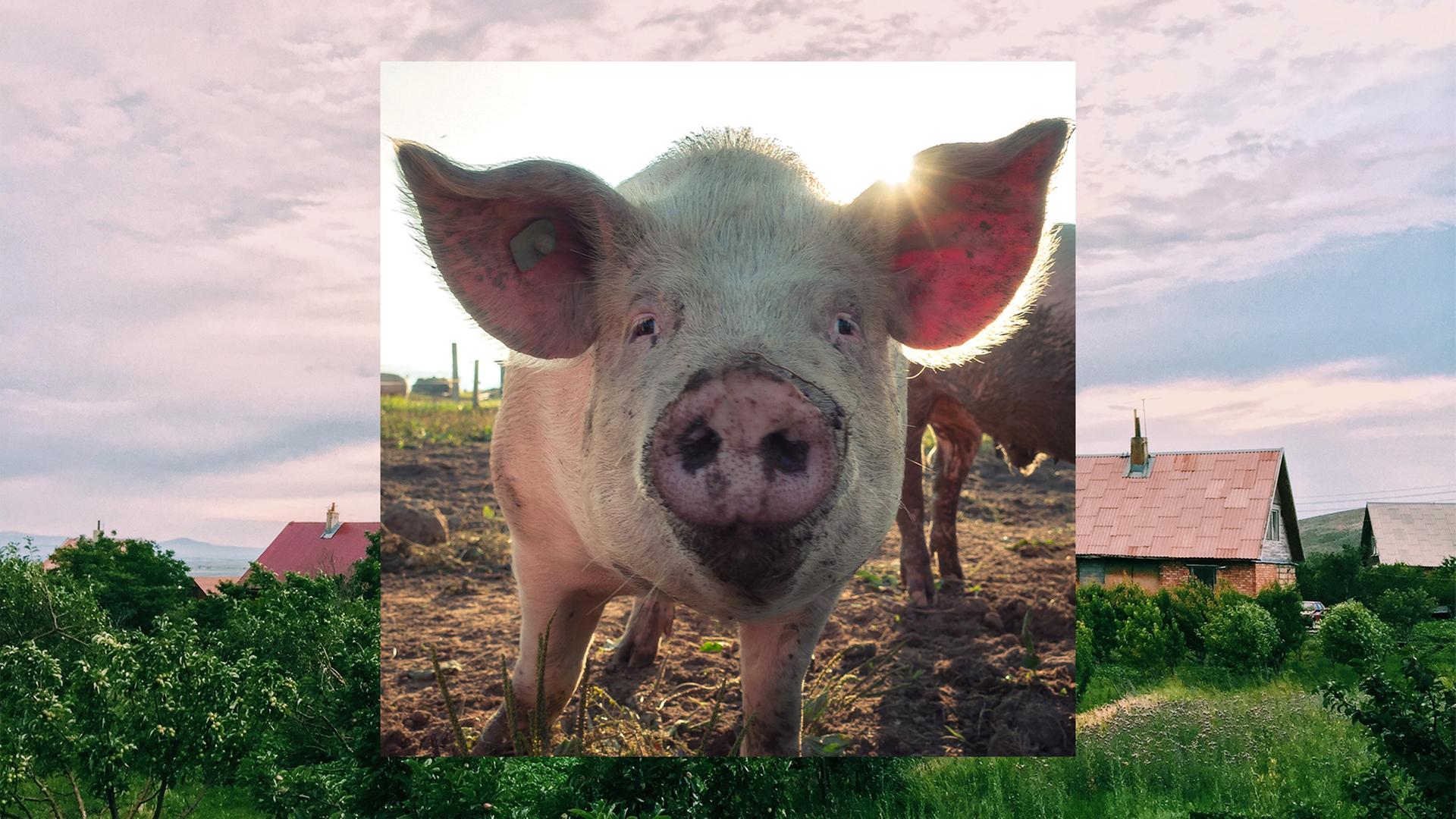Bild in Bild: Im Vordergrund ein Schwein. Im Hintergrund Häuser in grüner Landschaft.