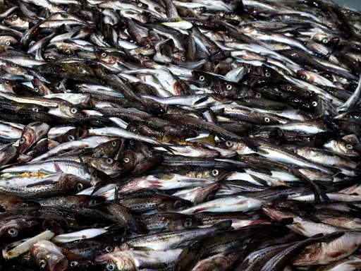 Seefischerei: Nahaufnahme einer großen Menge Fische