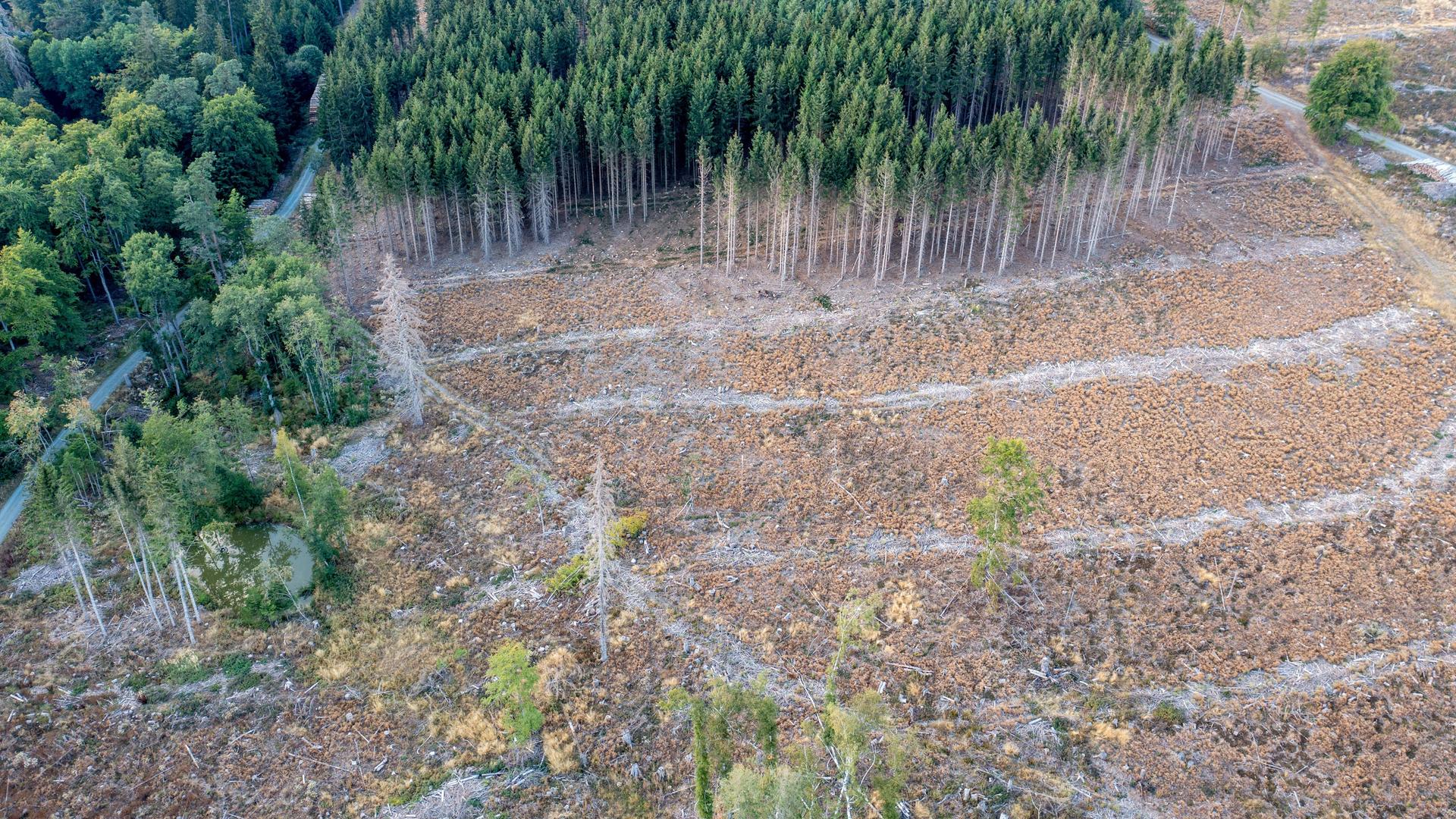 Waldsterben im Taunus: Der Befall des Borkenkäfers und die anhaltende Trockenheit führt zu Kahlschlag in deutschen Wäldern