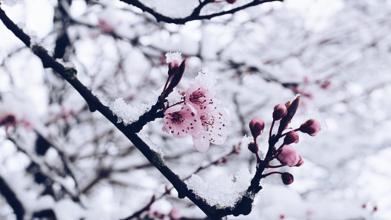 Ein Pflaumenast mit Blüten und Schnee. Ein Pflaumenast mit Blüten und Schnee.