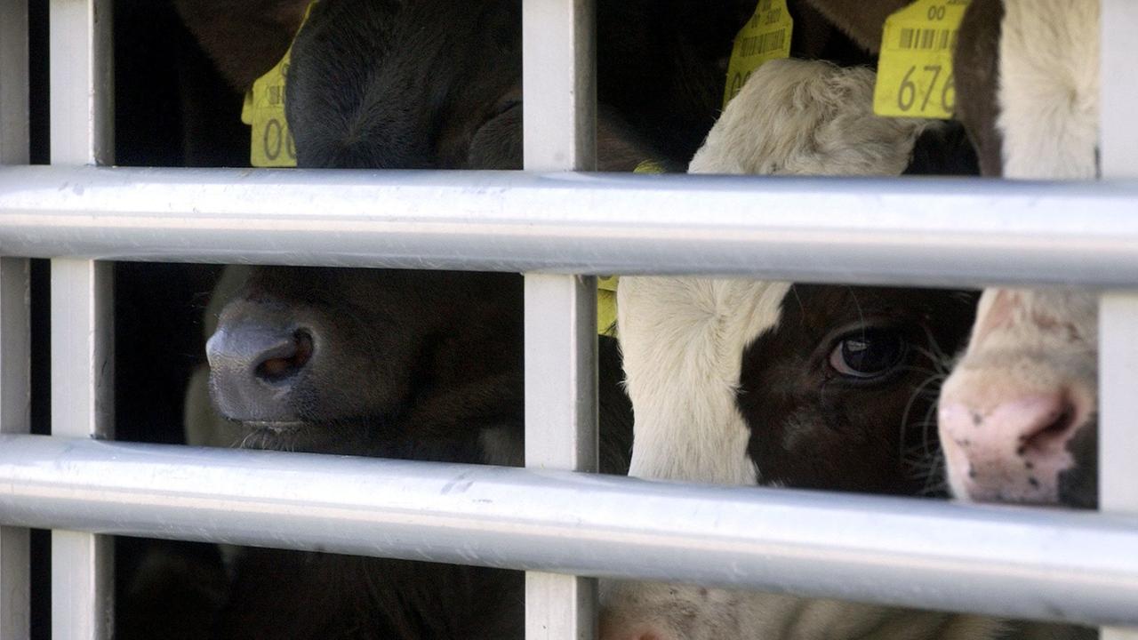 Durch die Gitterstäbe eines Tiertransporters blicken junge Kälber
