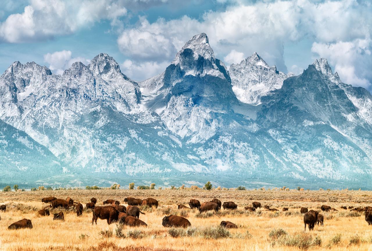 Bisons grasen in der Prärie. Im Hintergrund die schneebedeckten Gipfel der Grand Teton Range. Bisons grasen in der Prärie. Im Hintergrund die schneebedeckten Gipfel der Grand Teton Range.