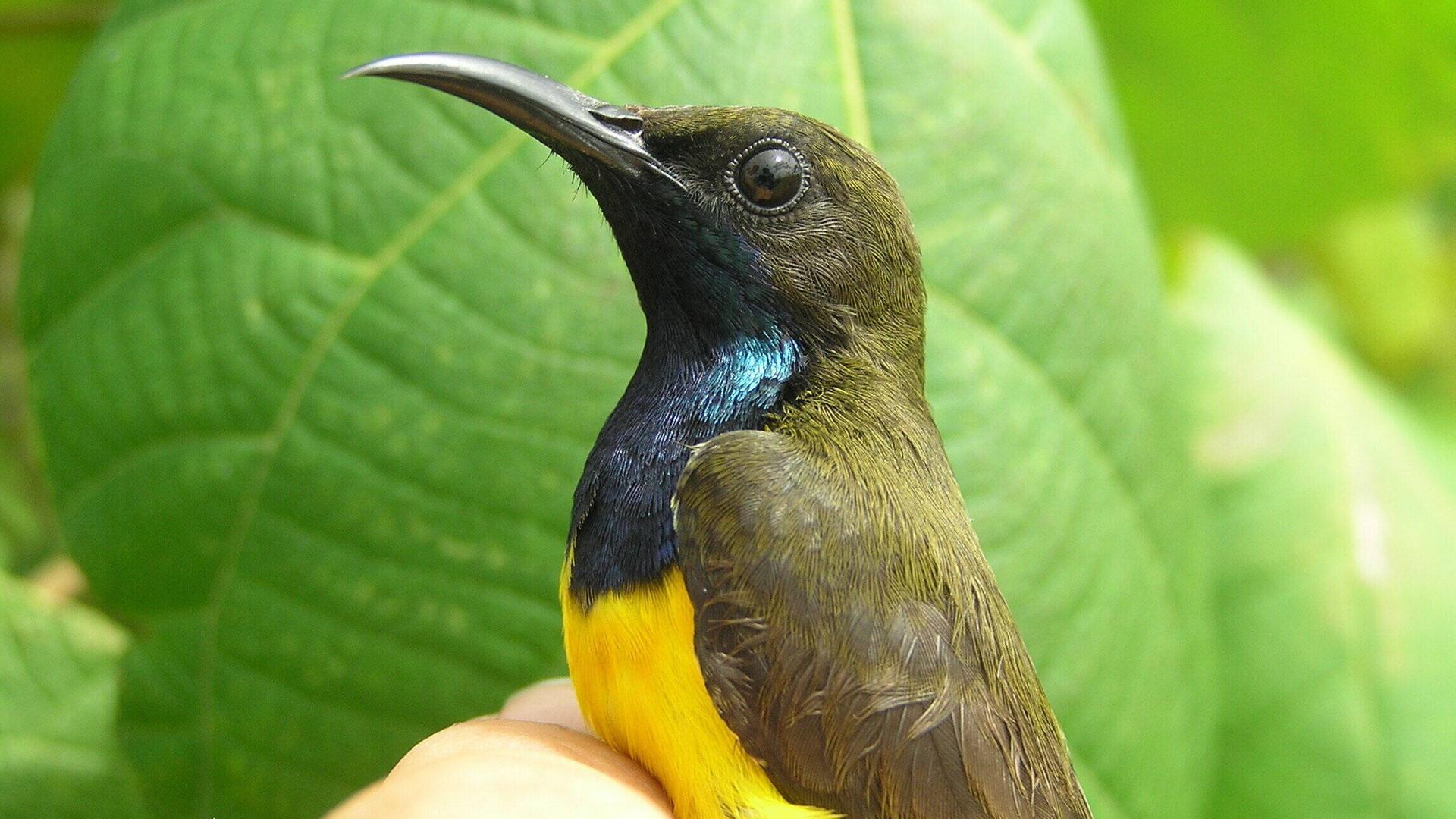 Spesies baru burung berwarna-warni telah ditemukan di Indonesia